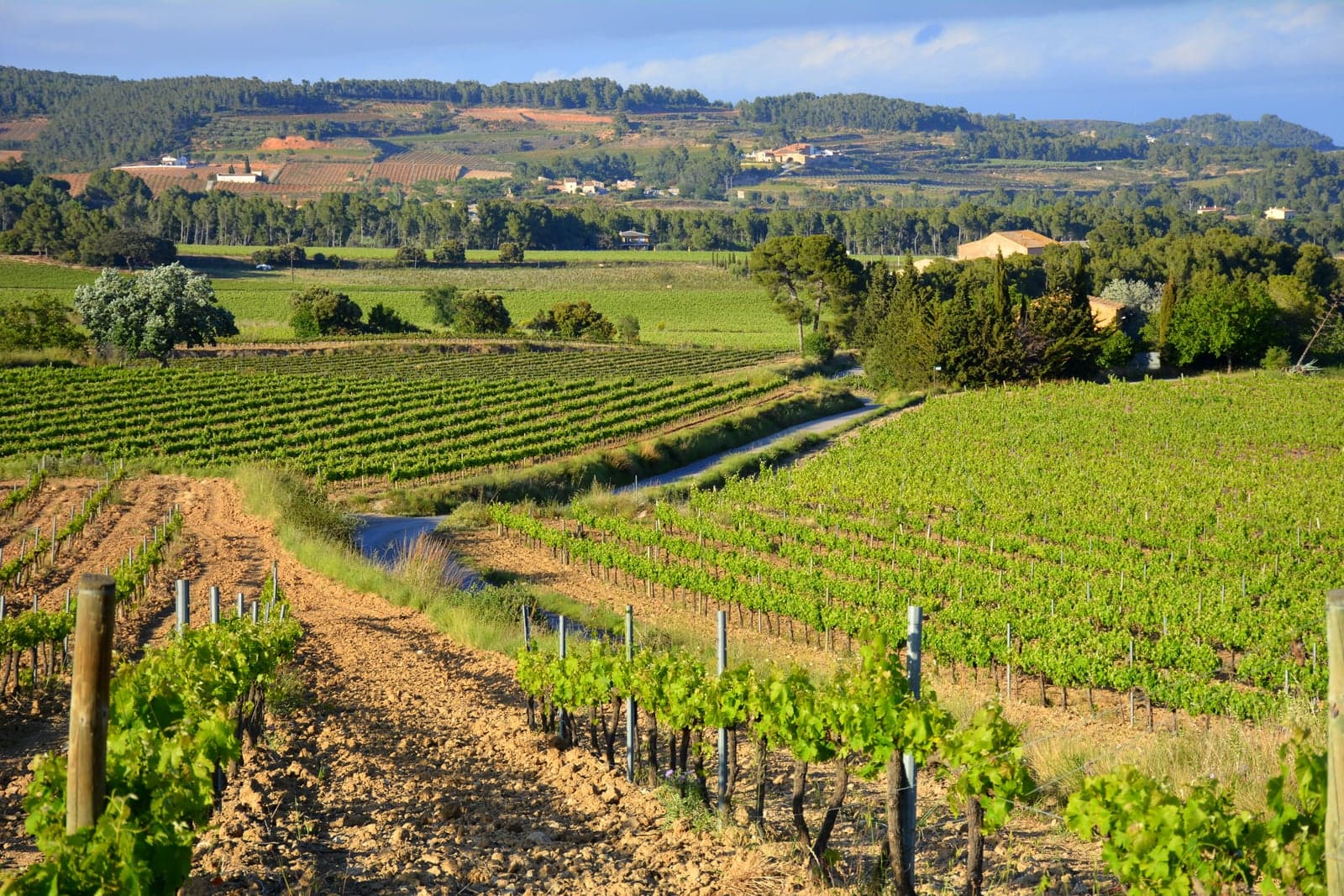 Viñedos del Penedès